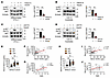 Exogenous fetuin-A and LECT2 impair insulin sensitivity in adipocytes and m