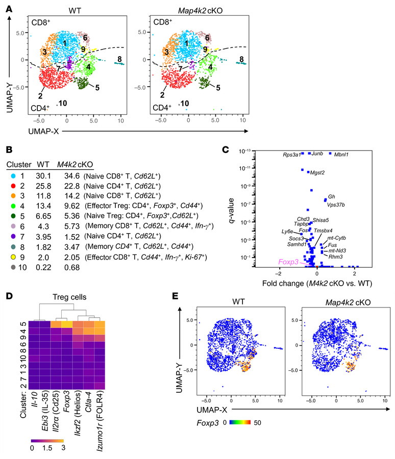T-Map4k2 cKO mice display a reduction of Treg population.
(A and B) Sing...