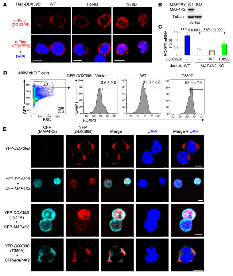 DDX39B Thr389 phosphorylation promotes its nuclear translocation.
(A) Co...