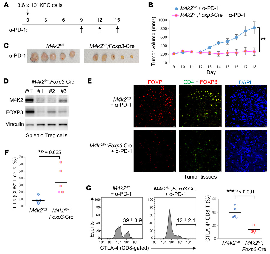 MAP4K2 suppresses Treg-mediated antitumor immunity in mice.
(A–G) Induct...