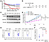 Syngeneic pancreatic cancer is inhibited by MAP4K2 inhibitor treatment in m