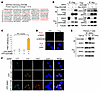 MAP4K2 directly interacts with DDX39B in T cells.