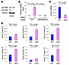 MAP4K2 promotes Foxp3 RNA splicing through DDX39B.