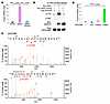 MAP4K2 directly phosphorylates DDX39B at Thr389 residue.