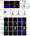 DDX39B Thr389 phosphorylation promotes its nuclear translocation.