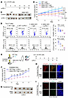 MAP4K2 deficiency in T cells strengthens cancer immunotherapy in mice.