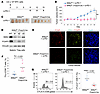 MAP4K2 suppresses Treg-mediated antitumor immunity in mice.