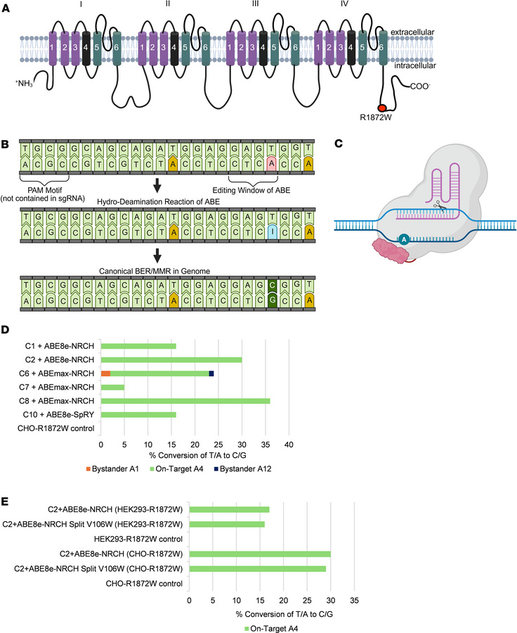 Comparative analysis of on-target ABE efficiencies in cell lines.
(A) Lo...
