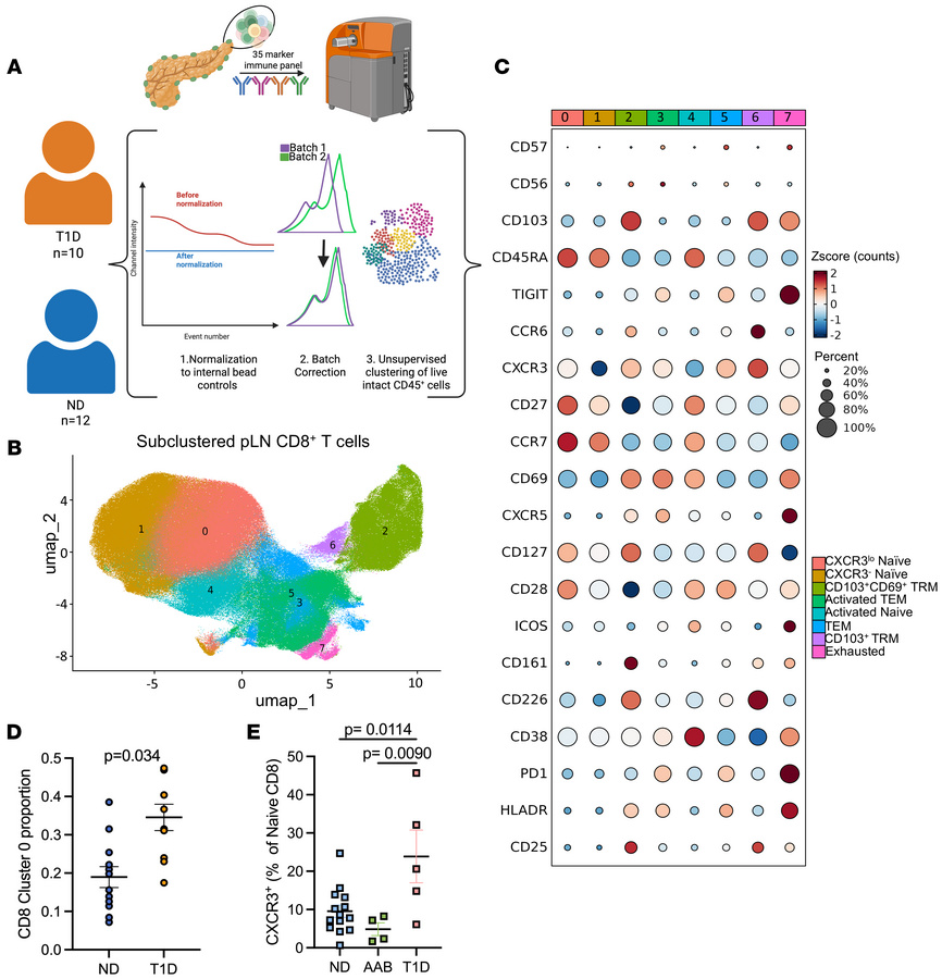 Differential abundance of CXCR3lo naive CD8+ T cells in T1D pLNs.
(A) Ex...