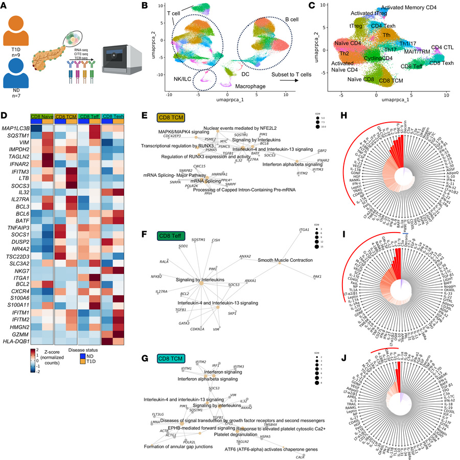 IL-15 is predicted to drive signatures of memory maintenance and effecto...