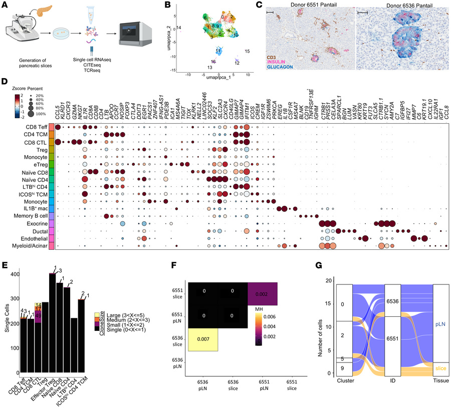 Cross-tissue clone and phenotype sharing in pLNs and pancreas.
(A) Proce...