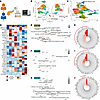 IL-15 is predicted to drive signatures of memory maintenance and effector f