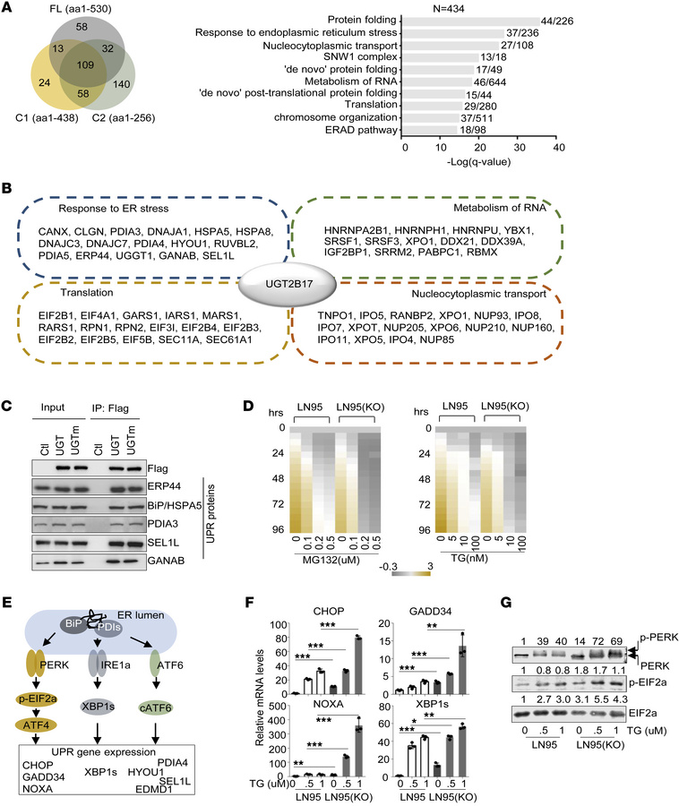 UGT2B17 regulates UPR in PCa cells.
(A) LNCaP cells transfected with Fla...