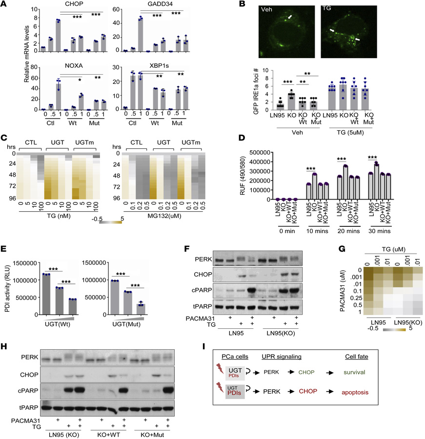 UGT2B17 regulates PERK and IRE1a pathways independent of its androgen-ca...