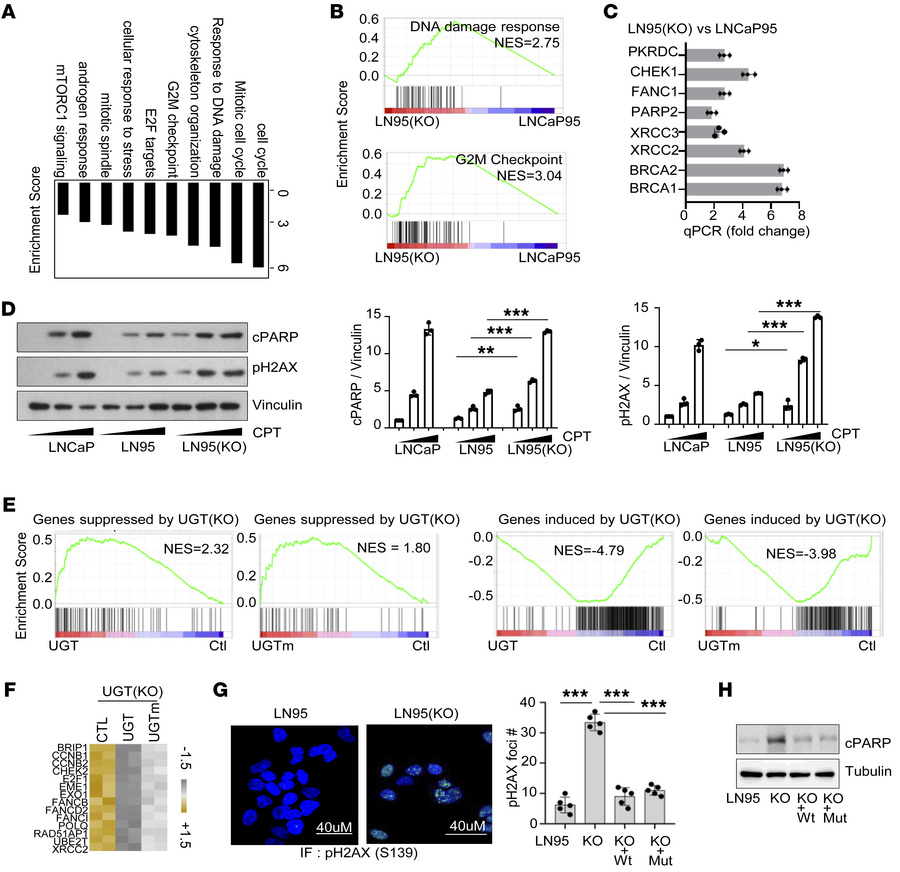 UGT2B17 regulates transcription associated with mitosis and DDR.
(A and ...