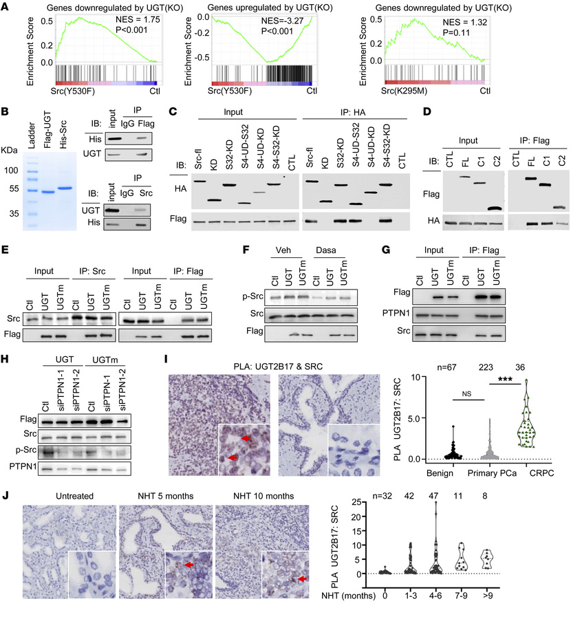 Src mediates the UGT2B17 functions in regulating gene transcription.
(A)...