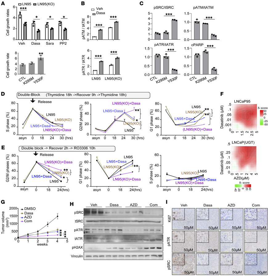 The UGT2B17/Src signaling regulates cell mitosis and CRPC xenograft grow...
