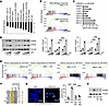UGT2B17 regulates transcription associated with mitosis and DDR.