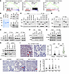 Src mediates the UGT2B17 functions in regulating gene transcription.