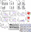 The UGT2B17/Src signaling regulates cell mitosis and CRPC xenograft growth.