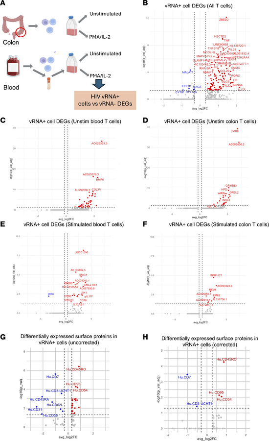 Identification of differentially expressed genes in vRNA+ cells.
(A) Sch...