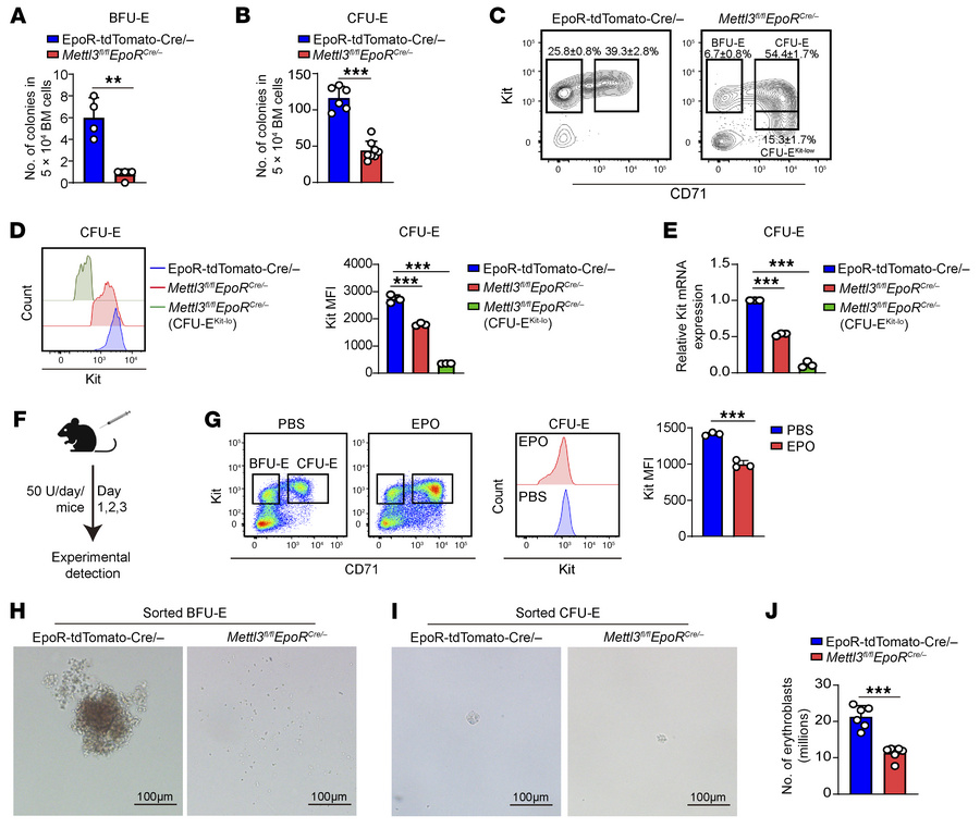 
Mettl3 deficiency in erythroid cells impaired mouse BM erythropoiesis.
...