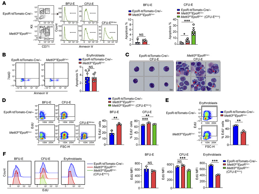 
Mettl3 deletion induced apoptosis of CFU-E and cell-cycle arrest of ery...