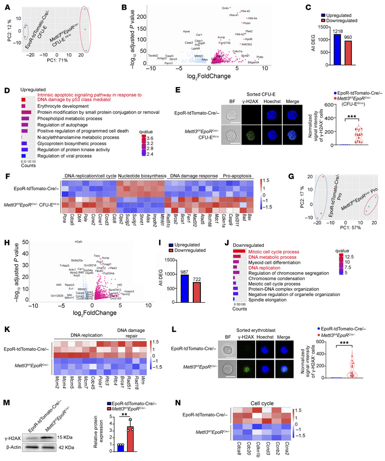 RNA-seq analysis of CFU-E cells and ProEs.
(A) PCA of transcriptomes sho...