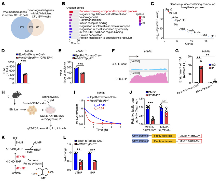 Integrated SLIM-seq/RNA-seq identified Mthfd1 as a Mettl3 target regulat...