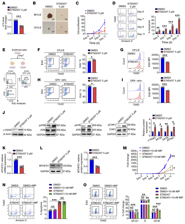 METTL3 inhibition impaired human erythropoiesis.
(A) Global m6A levels i...