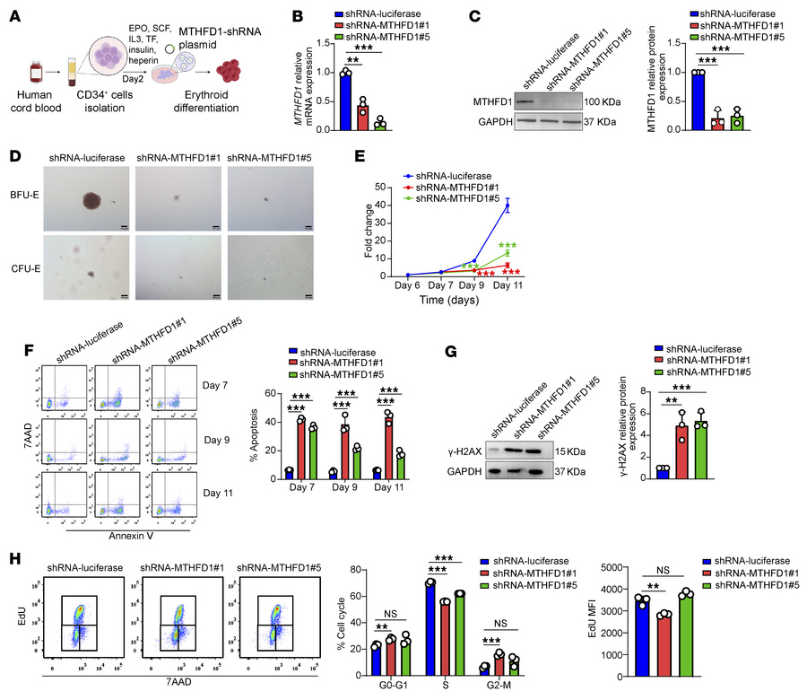 
MTHFD1 deficiency in human erythroid cells phenocopied METTL3 inhibitio...