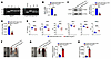 Mettl3 deletion using EpoR-tdTomato-Cre led to anemia in mice.