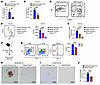 Mettl3 deficiency in erythroid cells impaired mouse BM erythropoiesis.