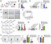 MTHFD1 deficiency in human erythroid cells phenocopied METTL3 inhibition de