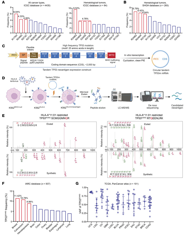Identification of TP53 antigenic peptides and their HLA restriction.
(A)...