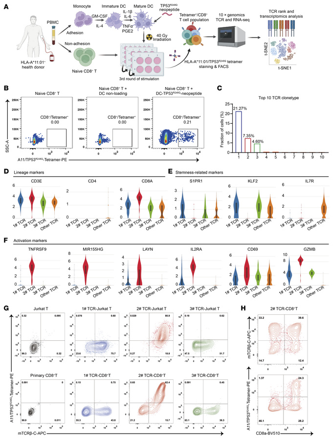 Identification of HLA-A*11:01–restricted TP53R248Q-responsive TCR by tet...