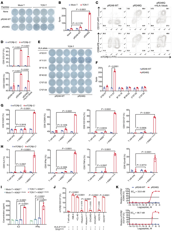 TP53R248Q TCR-T cells specifically recognize cognate neopeptide presente...