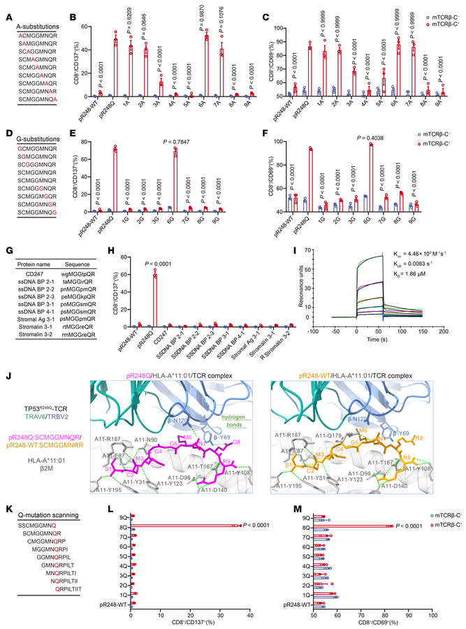 TP53R248Q TCR-T cells recognize TP53R248Q neopeptide/HLA-A*11:01 complex...