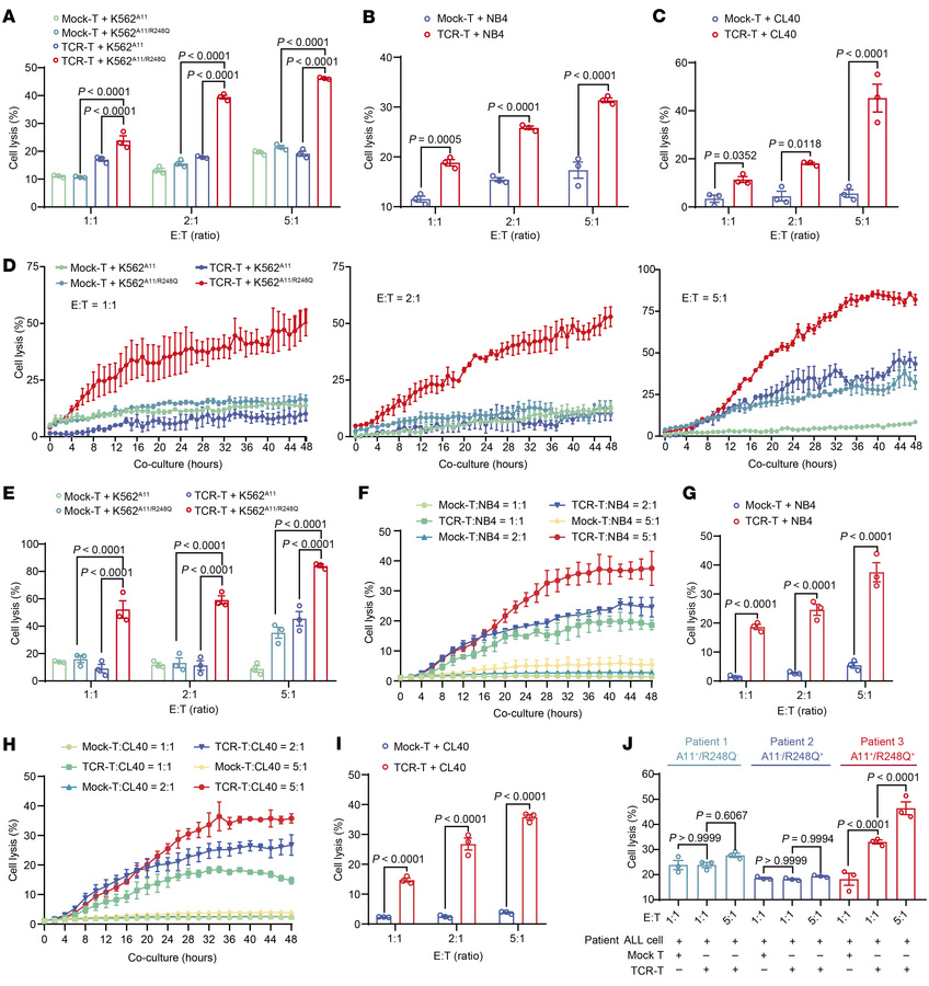 TP53R248Q TCR-T cells specifically recognized and killed TP53R248Q/HLA-A...
