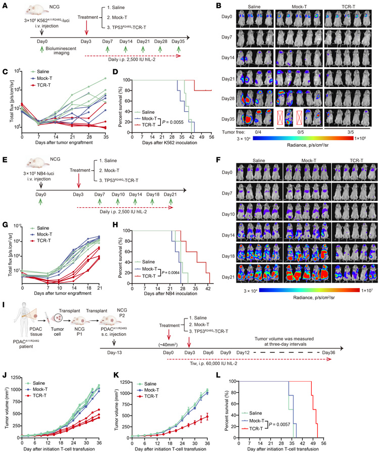 In vivo antitumor efficacy of adoptively transferred T cells introduced ...
