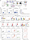 Identification of HLA-A*11:01–restricted TP53R248Q-responsive TCR by tetram