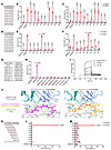 TP53R248Q TCR-T cells recognize TP53R248Q neopeptide/HLA-A*11:01 complex wi