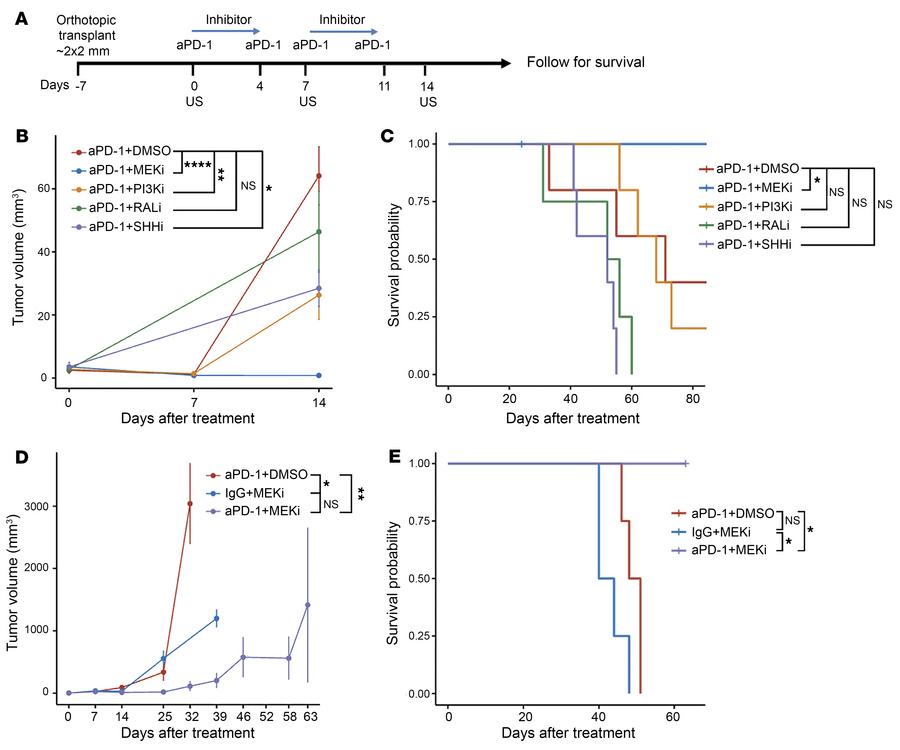 Inhibition of MEK1/2 signaling overcomes the resistance to anti-PD-1 blo...