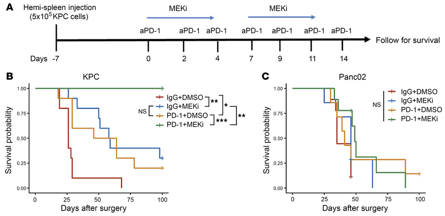 Combination treatment with anti-PD-1 antibody and MEK inhibitor prolongs...