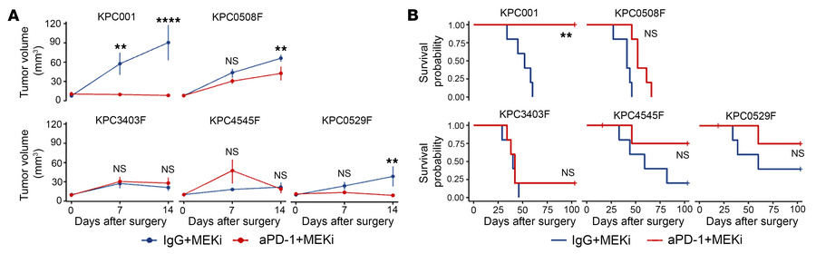 Identification of KPC cell lines in the orthotopic mouse models that are...