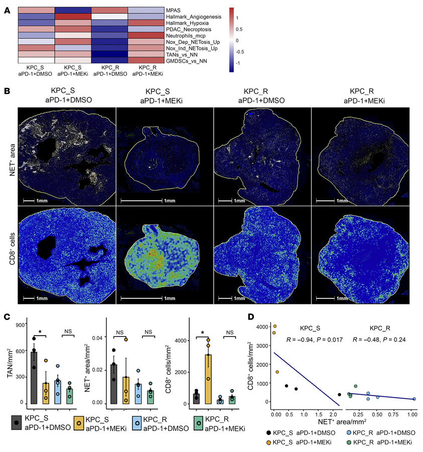 Characterization of NETosis in the PDACs treated by aPD-1 with or withou...