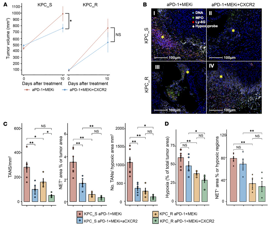 The effect of CXCR2 blockade on NETosis and TAN recruitment to the hypox...