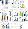 Immunophenotyping reveals the recruitment of TANs in both anti-PD-1 + MEKi–