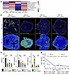 Characterization of NETosis in the PDACs treated by aPD-1 with or without M