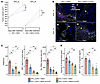 The effect of CXCR2 blockade on NETosis and TAN recruitment to the hypoxic